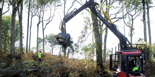 operation-de-deforestation-sur-le-site.jpg
