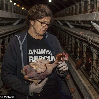 Patty Mark à l'intérieur de la ferme de poulets.