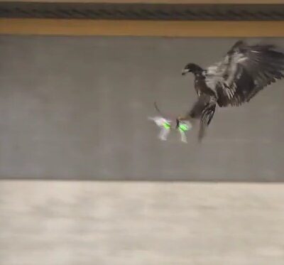 L'aigle interceptant un drone