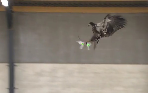 L'aigle interceptant un drone