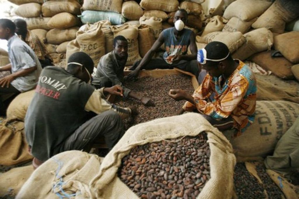 Producteurs ivoiriens de cacao Producteurs ivoiriens de cacao