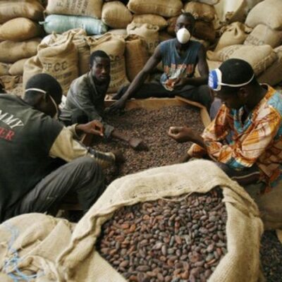 Producteurs ivoiriens de cacao