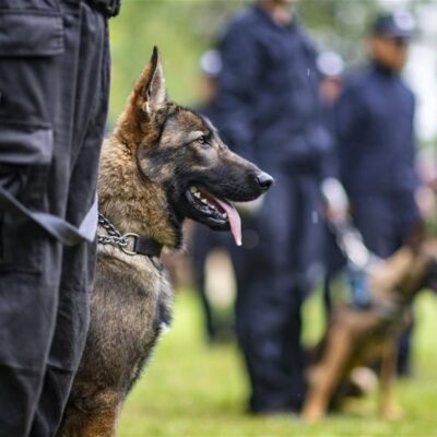 Kunxun, le chien-loup cloné