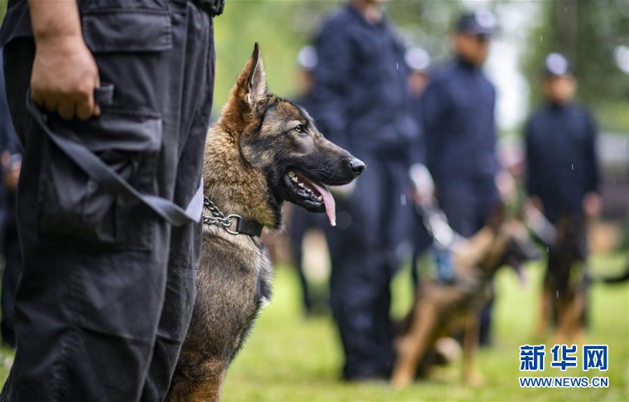 Kunxun, le chien-loup cloné